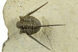 Long-Spined Cyphaspis Trilobite - Foum Zguid, Morocco #311664-1